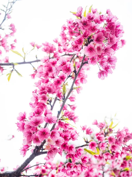 Pink spring cherry blossom. Cherry tree branch with spring pink flowers.
