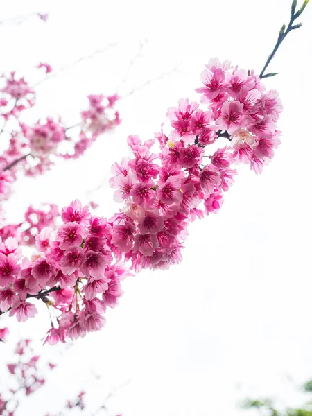 Pink spring cherry blossom. Cherry tree branch with spring pink flowers.