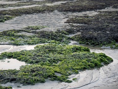 New Taipei şehrindeki Laomei Green Reef (Taş yalaklar) manzarası. Deniz oluğunda (deniz erozyonu hendeği) sadece Nisan ve Mayıs aylarında yeşil yosun bulunur..