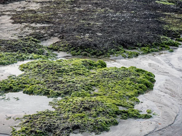 Vista Del Arrecife Verde Laomei Abrevaderos Piedra Ciudad New Taipei — Foto de Stock