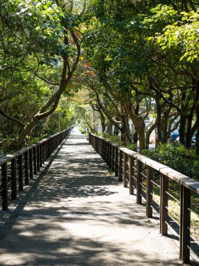 Bataklıktaki tahta köprüler..