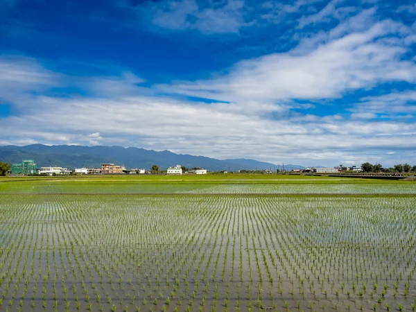 Reisbauern Yilan Taiwan — Stockfoto