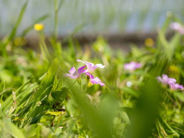 Pink Sorrel Little Purple Flowers Background — Stock Photo, Image