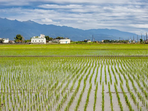 Rice farm in Yilan,Taiwan.