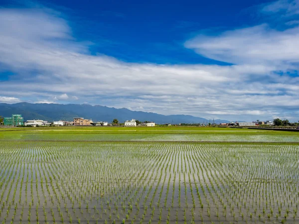 stock image Rice farm in Yilan,Taiwan.