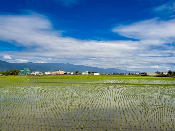 Καλλιέργεια Ρυζιού Στο Yilan Ταϊβάν — Φωτογραφία Αρχείου