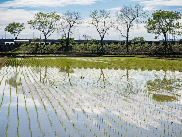 Рисовая Ферма Илане Тайвань — стоковое фото