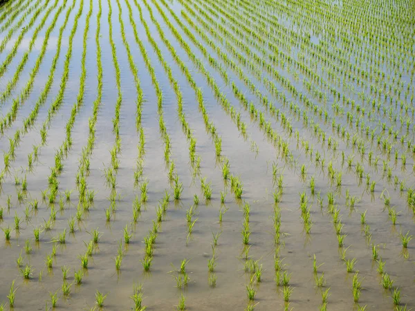 Rijstboerderij Yilan Taiwan — Stockfoto