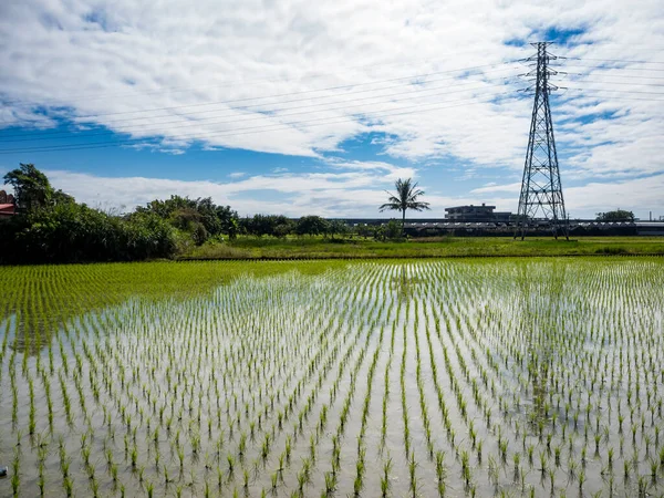 Rice farm in Yilan,Taiwan.