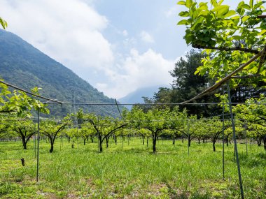 Tayvan 'da ilkbaharda şeftali bahçesi.