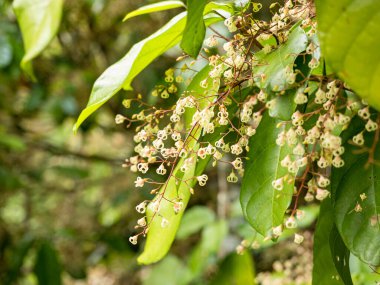 Sterculia monosperma.Yaprak metin girmek için arkaplan biçimi.