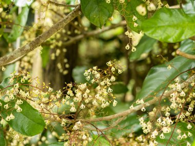 Sterculia monosperma.Yaprak metin girmek için arkaplan biçimi.