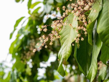 Sterculia monosperma.Yaprak metin girmek için arkaplan biçimi.