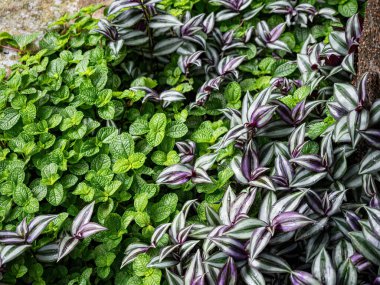 Küçük yapraklı yeşil çalı, çalı.