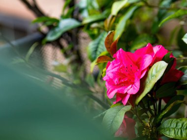 Rododendron çiçekleri baharda açar.