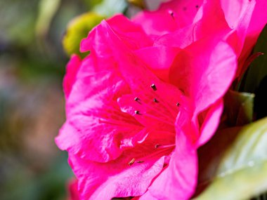 Rododendron çiçekleri baharda açar.