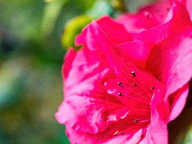 Rododendron çiçekleri baharda açar.