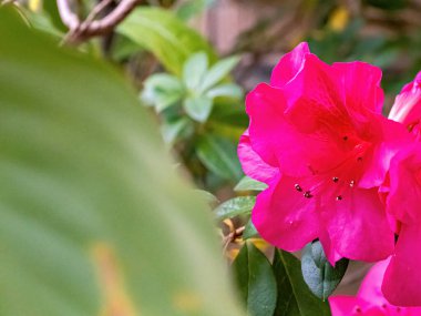 Rododendron çiçekleri baharda açar.