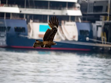 Keelung, Tayvan 'da Milvus migrans.