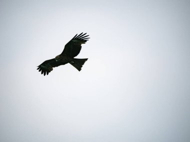 Keelung, Tayvan 'da Milvus migrans.