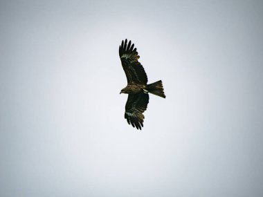 Keelung, Tayvan 'da Milvus migrans.