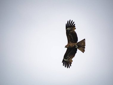 Keelung, Tayvan 'da Milvus migrans.