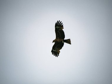 Keelung, Tayvan 'da Milvus migrans.