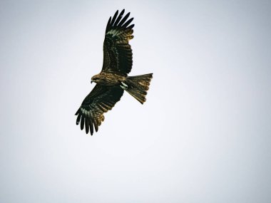 Keelung, Tayvan 'da Milvus migrans.
