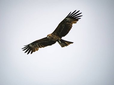 Keelung, Tayvan 'da Milvus migrans.