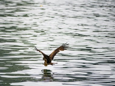 Keelung, Tayvan 'da Milvus migrans.