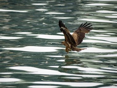 Keelung, Tayvan 'da Milvus migrans.
