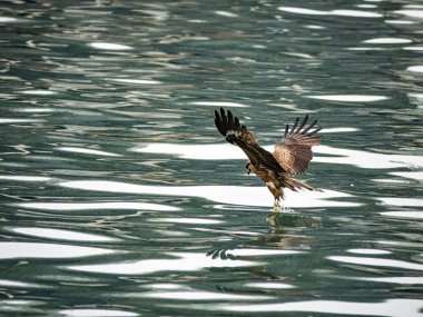 Keelung, Tayvan 'da Milvus migrans.