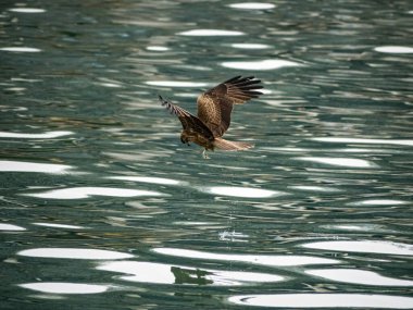 Keelung, Tayvan 'da Milvus migrans.