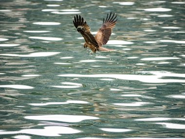 Keelung, Tayvan 'da Milvus migrans.