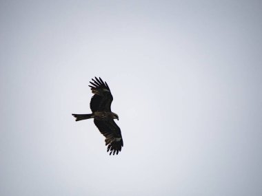 Keelung, Tayvan 'da Milvus migrans.