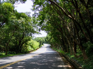 Bereketli Orman 'ın İçindeki Huzurlu Ağaç Çizgili Yol