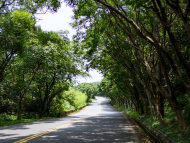 Bereketli Orman 'ın İçindeki Huzurlu Ağaç Çizgili Yol