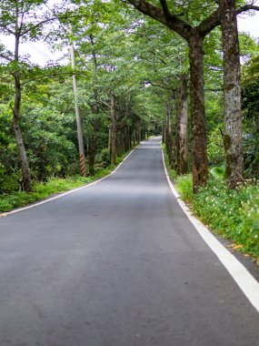 Bereketli Orman 'ın İçindeki Huzurlu Ağaç Çizgili Yol