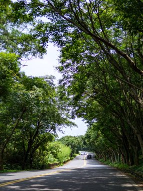 Bereketli Orman 'ın İçindeki Huzurlu Ağaç Çizgili Yol