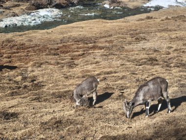 Aralık 2024, Yading ulusal doğa rezervi, Sichuan, Çin: Kar dağları ve donmuş su gölü gibi güzel doğa ve manzaralar. Bu, Çin 'in Sichuan kentinin en çok izlenen turistik yeridir.