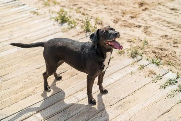 Svart Hund Stranden — Stockfoto