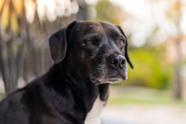 Açık havada siyah sevimli bir köpek