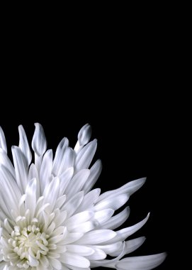 Beautiful white chrysanthemum isolated on black background. Close up flowers. Romantic wallpaper. 