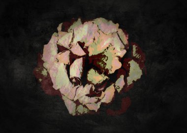 Güzel bir grunge gülü olan klasik poster. Siyah arka plan. Eski tarz. Romantik duvar kağıdı.