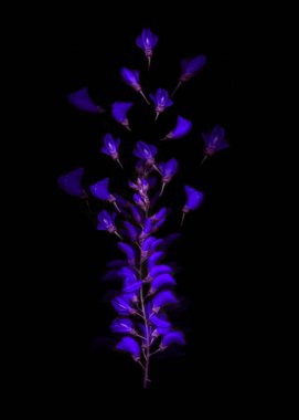 Canlı mavi çiçeklerden oluşan tek bir dal, simsiyah bir arkaplanda göze çarpar.. 