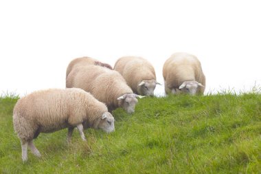 Group of Dutch sheep on a dike with fresh green grass isolated on a white background