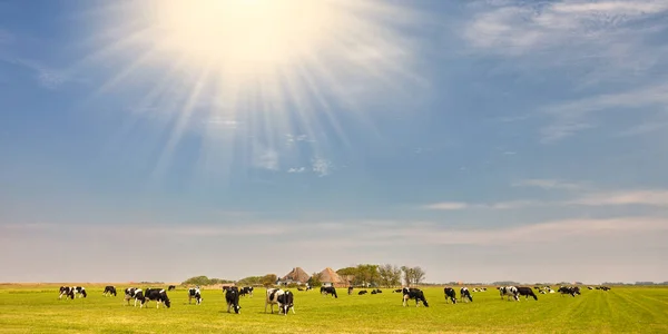 全景典型的荷兰风景 草地上有奶牛 农场上有阳光 — 图库照片