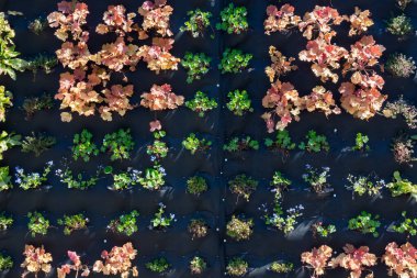 Bitkilerle dolu siyah torbalarla dolu bir duvar.