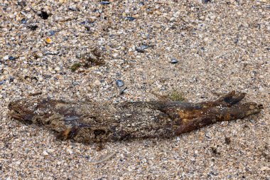 Hollanda 'nın Wadden Denizi kıyısında ölü bir Hollanda mührünün leşi.