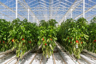 Hollanda serasında kırmızı biberlerin profesyonel endüstriyel büyümesi